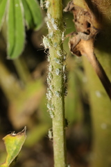 Macrosiphum albifrons