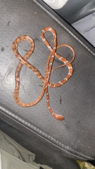 Imantodes gemmistratus