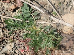 Potentilla tergemina