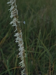Sporobolus alterniflorus