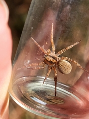 Trochosa terricola