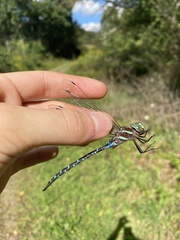 Aeshna tuberculifera