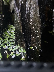 Onychiurinae
