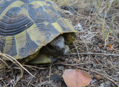 Testudo hermanni