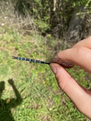 Aeshna tuberculifera