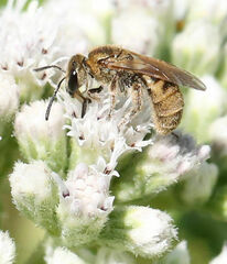 Lasioglossum pilosum