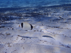 Diplodus vulgaris