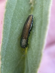 Agrilus lacustris