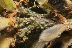 Macrosiphum albifrons