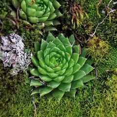 Sempervivum