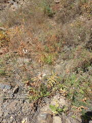 Potentilla longifolia