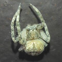 Larinioides ixobolus