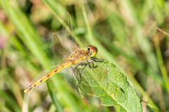Sympetrum depressiusculum
