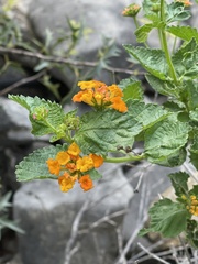 Lantana urticoides