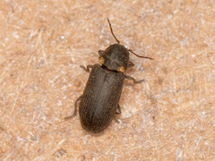 Hadrobregmus pertinax