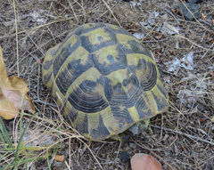 Testudo hermanni