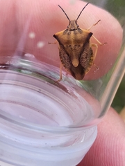 Carpocoris fuscispinus