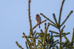 Carpodacus erythrinus