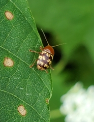 Cryptocephalus fulguratus