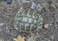 Testudo hermanni