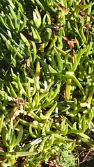 Carpobrotus edulis
