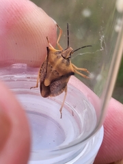 Carpocoris fuscispinus