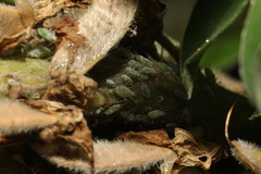Macrosiphum albifrons