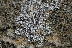 Diplotomma alboatrum