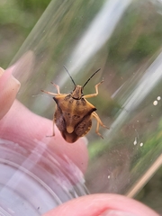 Carpocoris fuscispinus