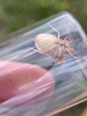 Carpocoris fuscispinus