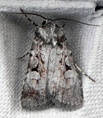 Feltia geniculata