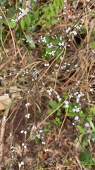 Lithospermum officinale
