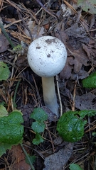 Agaricus xanthodermus