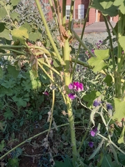 Alcea rosea