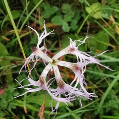 Dianthus superbus