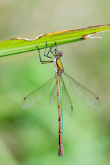 Lestes virens