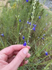 Salvia reptans