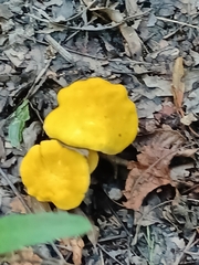 Cantharellus minor