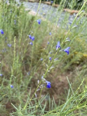Salvia reptans
