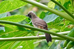 Pterorhinus perspicillatus