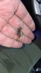 Eleutherodactylus pallidus