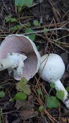 Agaricus xanthodermus