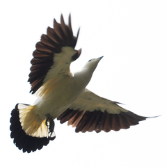 Ducula bicolor