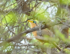 Morococcyx erythropygus