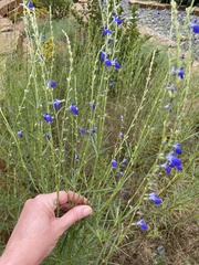 Salvia reptans