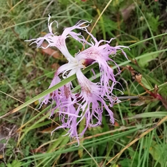 Dianthus superbus