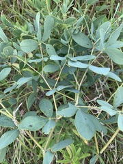 Baptisia