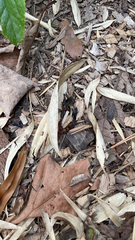 Velarifictorus micado