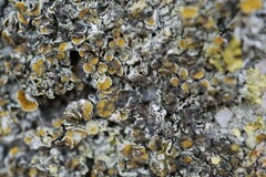 Xanthoriicola physciae