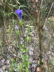 Gentianopsis crinita